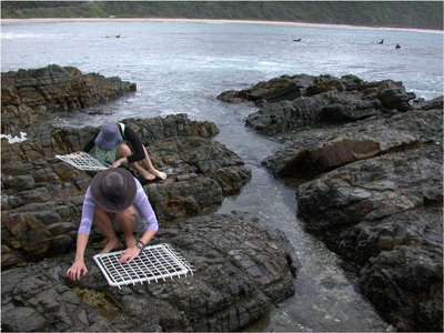 Two people crouching on a rocky shore, placing square sampling quadrats over rock pools