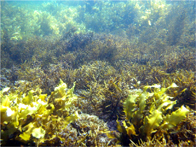 Underwater photo of a shallow reef covered in brown and yellow seaweeds