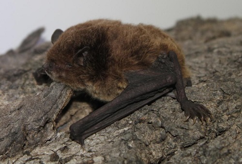 A small brown bat clinging to a piece of bark