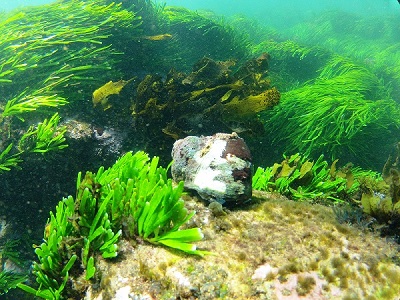Underwater photo of a rock surrounded by bright green seaweeds