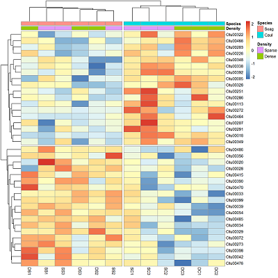 Example heatmap of bacterial taxa (rows) by samples (columns), coloured from blue (low) to red (high), with dendrograms clustering both rows and columns, and coloured bars marking each sample's species and density