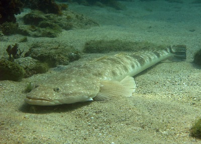 A flathead fish lying on a sandy seabed