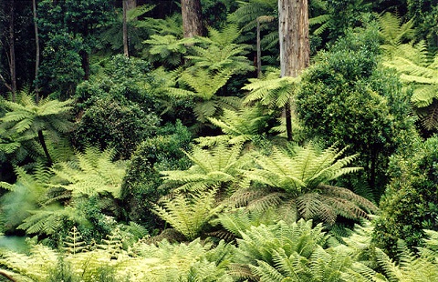 Dense forest of tree ferns beneath tall eucalypt trunks