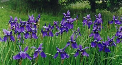 Purple irises flowering in long grass