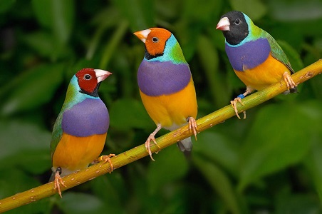 Three brightly coloured Gouldian finches perched on a branch, one with a red head, one with an orange head and one with a black head
