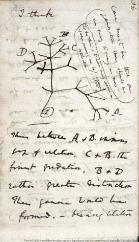 A page from Charles Darwin's notebook with his 'I think' sketch of a branching tree of species