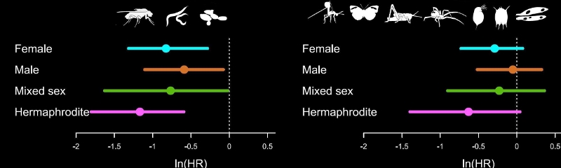 Two forest plots of effect sizes, as log hazard ratios, for female, male, mixed-sex and hermaphrodite groups, each with a confidence interval and a dotted line at zero, illustrated with silhouettes of invertebrates