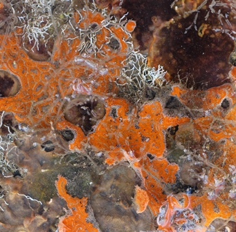 Close-up of orange encrusting sponges and other invertebrates growing on a rock surface