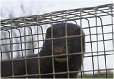 An American mink in a wire cage trap