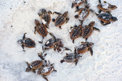 Hatchling sea turtles crawling across white sand