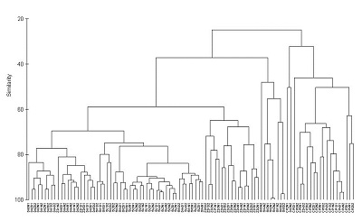 Example dendrogram from a cluster analysis, with many samples joined into a branching tree according to their similarity