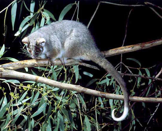 A ringtail possum climbing along a eucalyptus branch at night