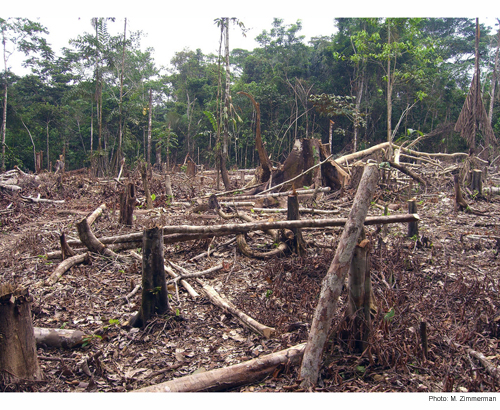 Rainforest cleared for farming, with tree stumps and felled logs in front of the remaining forest
