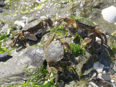Three shore crabs on wet rocks and seaweed