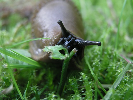 Close-up of a slug in grass and moss