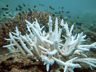 Bleached white branching coral, with small fish swimming around it