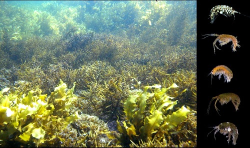 Underwater photo of seaweeds beside close-ups of five species of small crustaceans (amphipods)