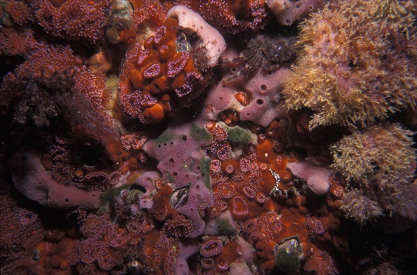 Colourful subtidal invertebrates, including sponges, ascidians and bryozoans, covering a rock surface