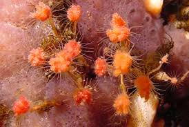 Close-up of small orange invertebrates with fine tentacles growing on a pink sponge