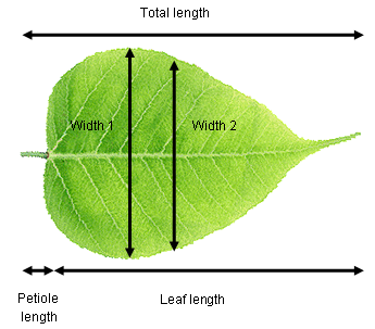 A leaf labelled with the five measurements: total length, leaf length, petiole length, and two widths, one at the widest point and one halfway along the leaf