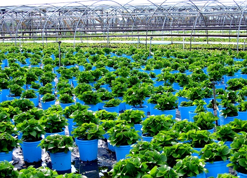 Rows of potted plants in blue pots inside a greenhouse