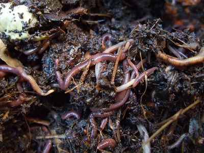 Earthworms in dark, moist soil