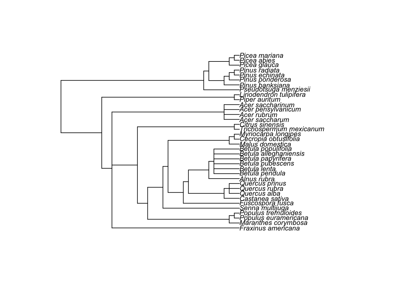 Phylogenetic tree of the 40 or so tree species in the dataset, with conifers such as Picea and Pinus on one branch and broadleaf genera such as Acer, Betula, Quercus and Populus on the others