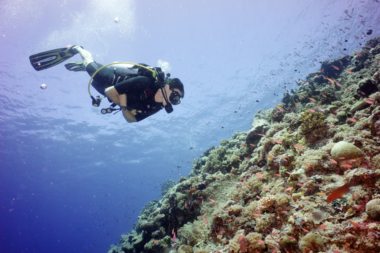 A diver surveying a coral reef